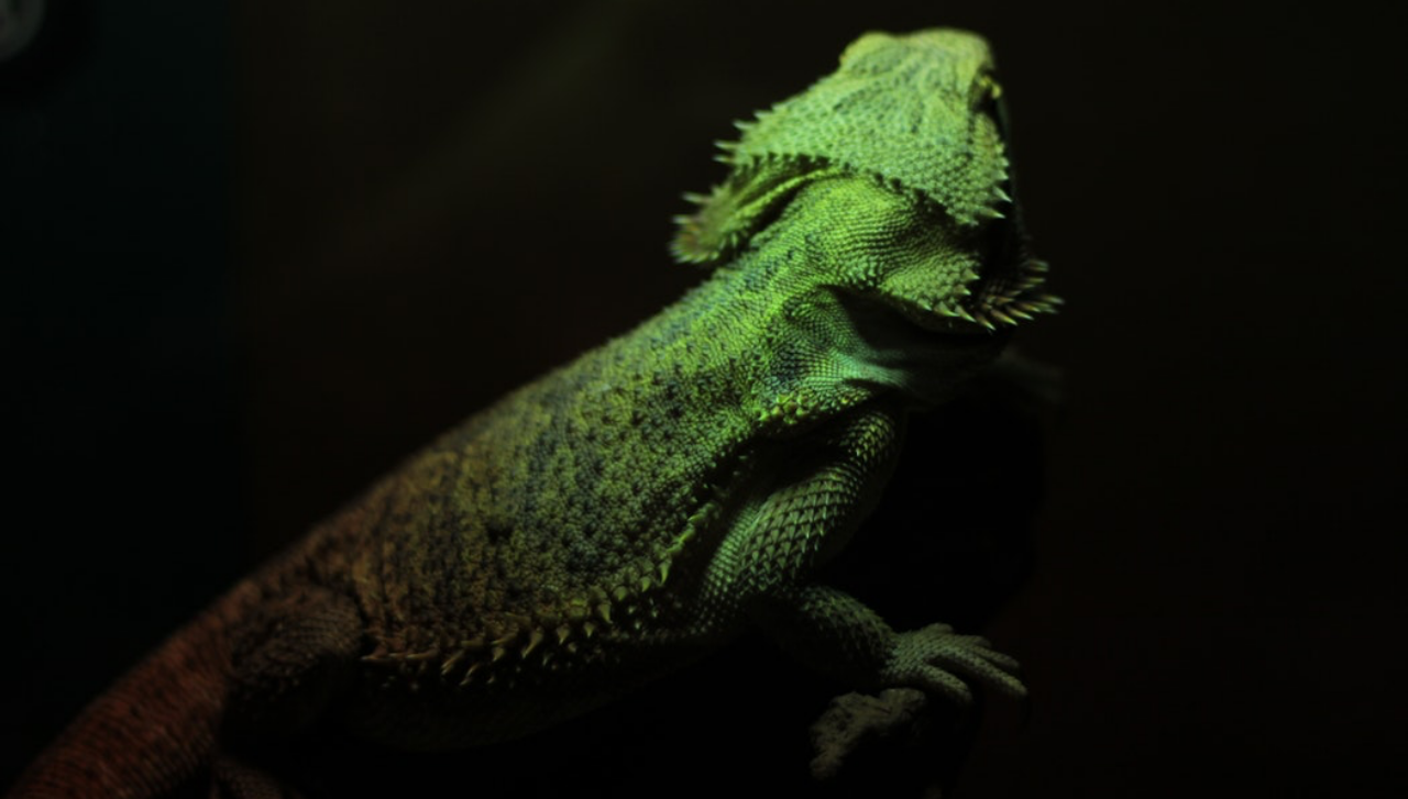 iguana fotografiada de espalda en fondo negro