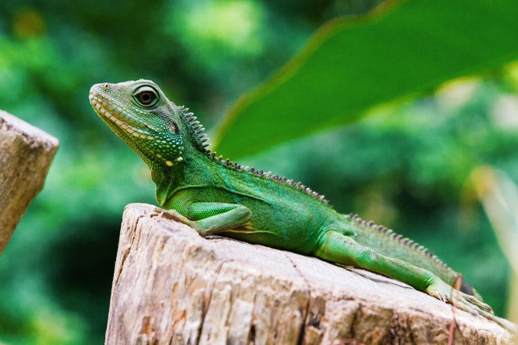 foto de una iguana de costado, mirando en dirección a la izquierda sobre un tronco en la naturaleza