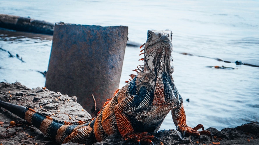 iguana adulta de frente sobre suelo rocoso y de fondo se ve un lago