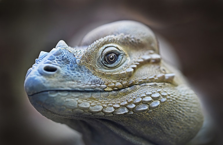 primer plano del rostro de una iguana con fondo difuminado