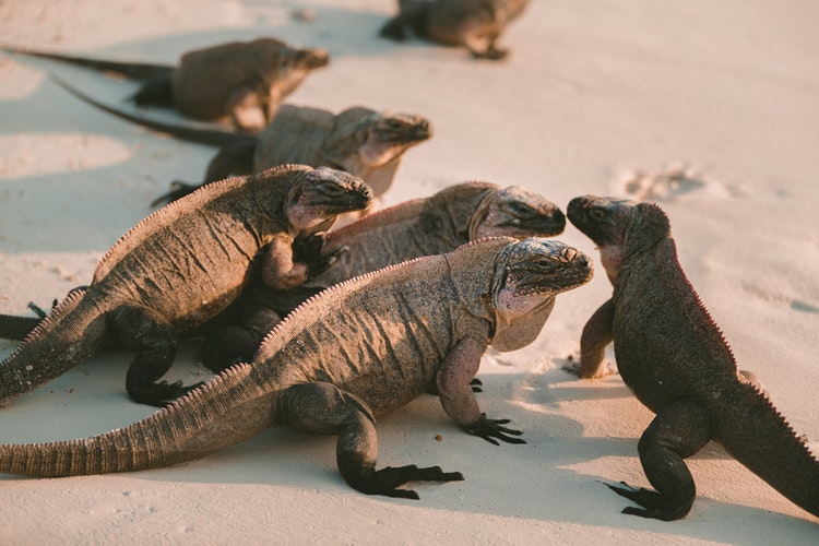 grupo de iguanas adultas reunidas en la arena