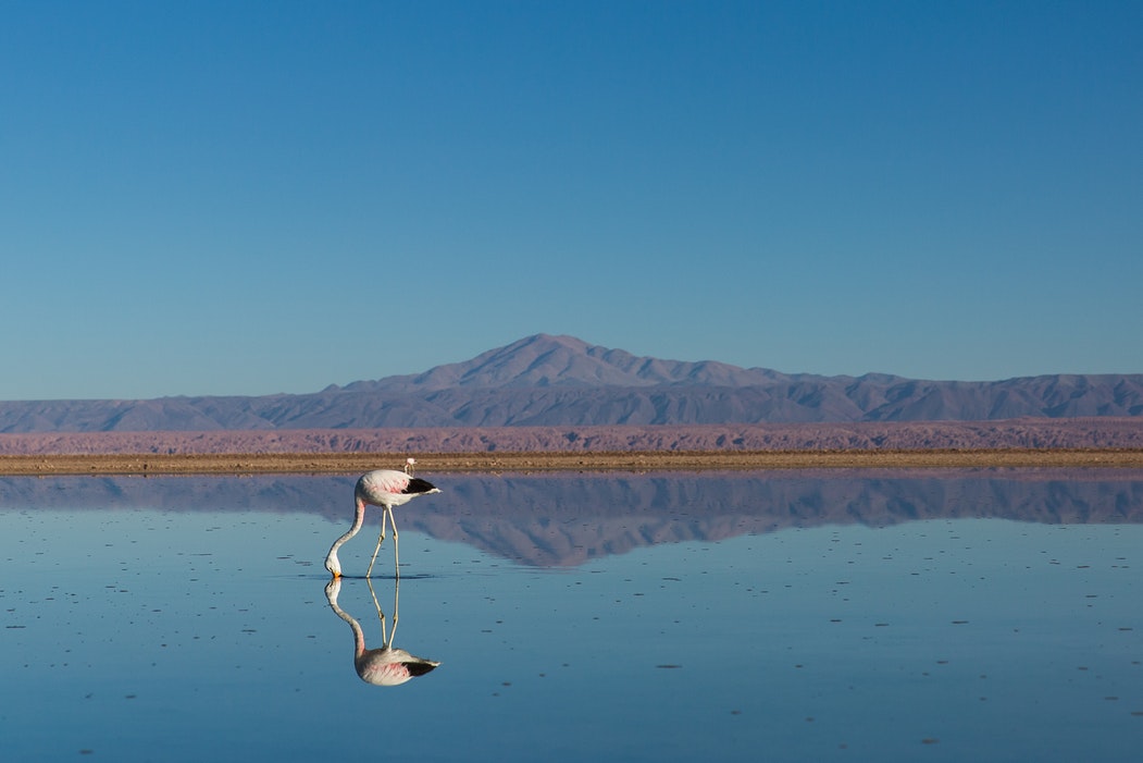 flamenco bebiendo agua del lago en la reserva nacional de flamencos en San Pedro de Atacama